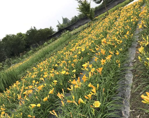 大花萱草