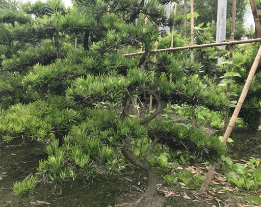 罗汉松